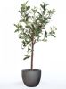 Emerald Kunstplant olijfboom mini 65 cm online kopen