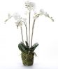 Emerald Kunstplant orchidee met mos wit 90 cm 20.355 online kopen