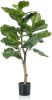 Emerald Vioolbladplant 90 cm online kopen