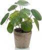 Shoppartners Kunstplant Pannenkoeken Plant Groen In Pot 25 Cm Kamerplant Groen Pilea online kopen