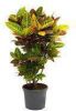 Croton(Codiaeum)variegatum 'Petra' Vertakt online kopen