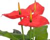 VidaXL Kunst anthurium plant met pot 90 cm rood en geel online kopen