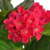 VidaXL Kunst hortensia plant met pot 60 cm rood online kopen