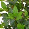 VidaXL Kunstplant met pot laurierboom 150 cm groen online kopen