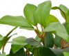 VidaXL Kunstplant met pot laurierboom 40 cm groen online kopen