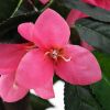 VidaXL Kunstplant met pot rododendron 155 cm groen en roze online kopen