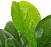 VidaXL Kunstplant met pot vioolbladplant 90 cm groen online kopen