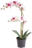 Warentuin Phalaenopsis Orchidee In Pot 50 Cm Roze Kunstplant Nova Nature online kopen