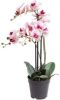 Warentuin Phalaenopsis Orchidee In Pot 60 Cm Roze Kunstplant Nova Nature online kopen