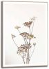 Reinders! Wanddecoratie Ingelijste print berenklauw natuur plant gedroogd bloemen(1 stuk ) online kopen
