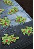 Nature Aardbeienfolie micro geperforeerd 1.40 x 20m online kopen