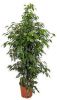 Plantenwinkel.nl Ficus danielle M kamerplant online kopen