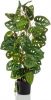 Emerald Kunstplant In Pot Monkey Monstera 75 Cm online kopen