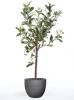 Emerald Kunstplant olijfboom mini 65 cm online kopen