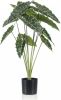 Wants&Needs Plants Kunstplant Alocasia 80cm online kopen
