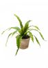 Wants&Needs Plants Kunstplant Fern Asplenium 30cm online kopen
