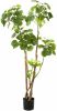 Wants&Needs Plants Kunstplant Polyscias Tree 160cm online kopen