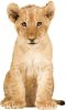 KEK Amsterdam Safari Friends Muursticker Leeuwenwelp online kopen
