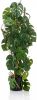 Emerald Kunstplant In Pot Monstera 75 Cm online kopen