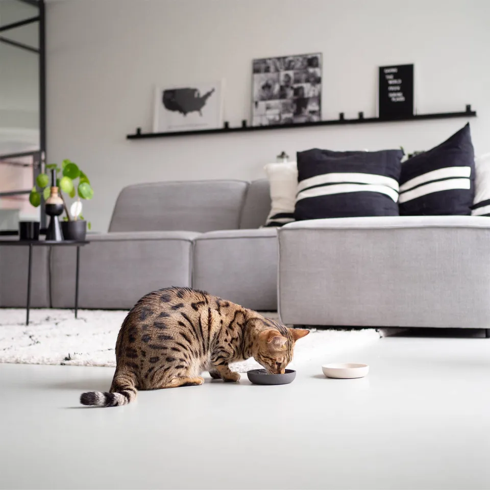 District 70 BAMBOO voerbak Kat Merengue beige, foto 4