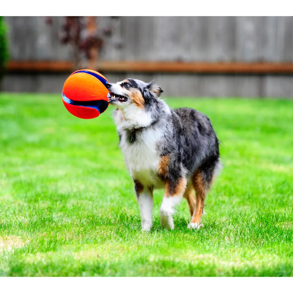 Chuckit hondenspeelgoed Kick Fetch S 12,5 cm oranje/blauw, foto 7