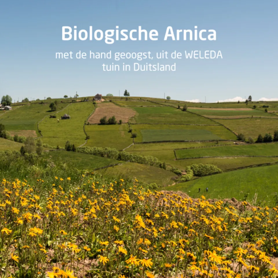 Weleda Arnica Sport massageolie, foto 4