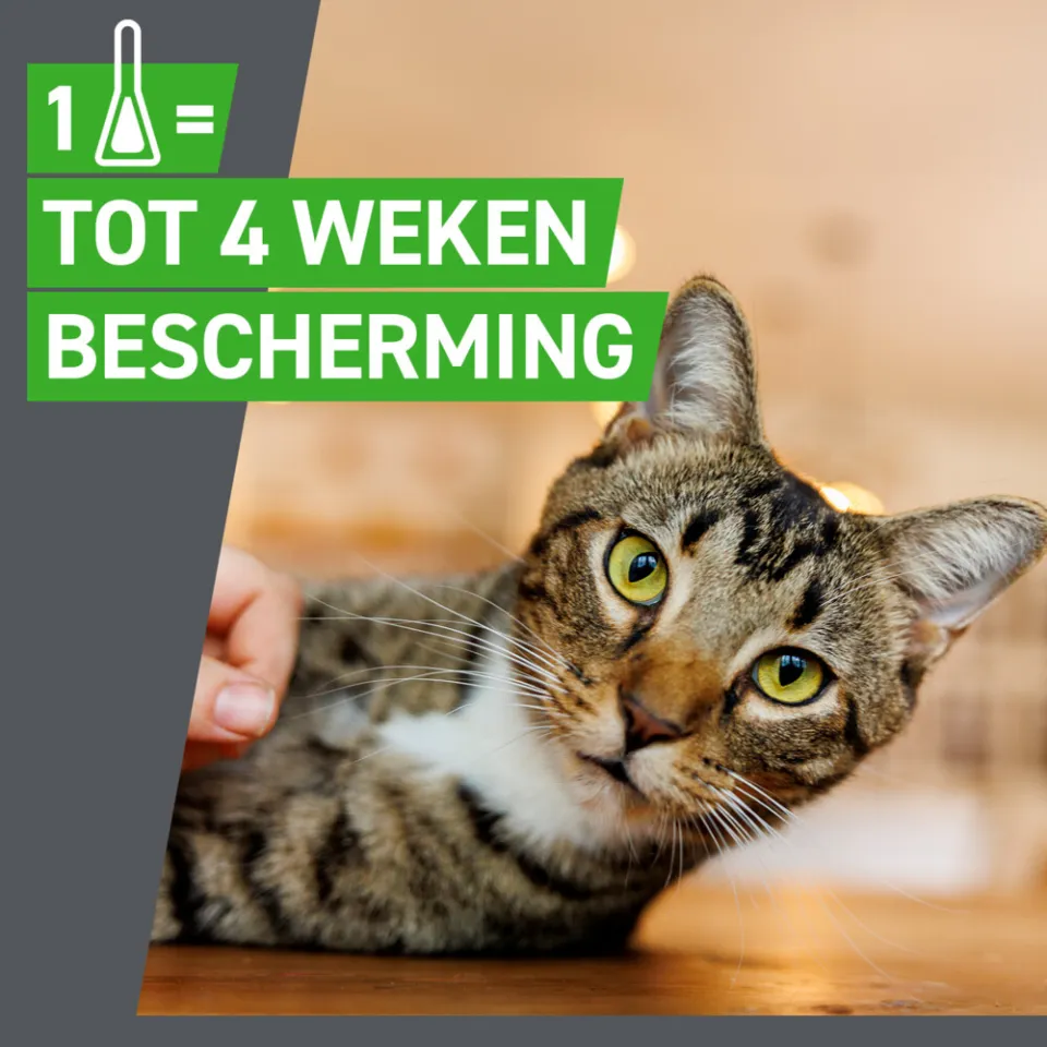 Frontline Combo spot-on vlooiendruppels kat, foto 4