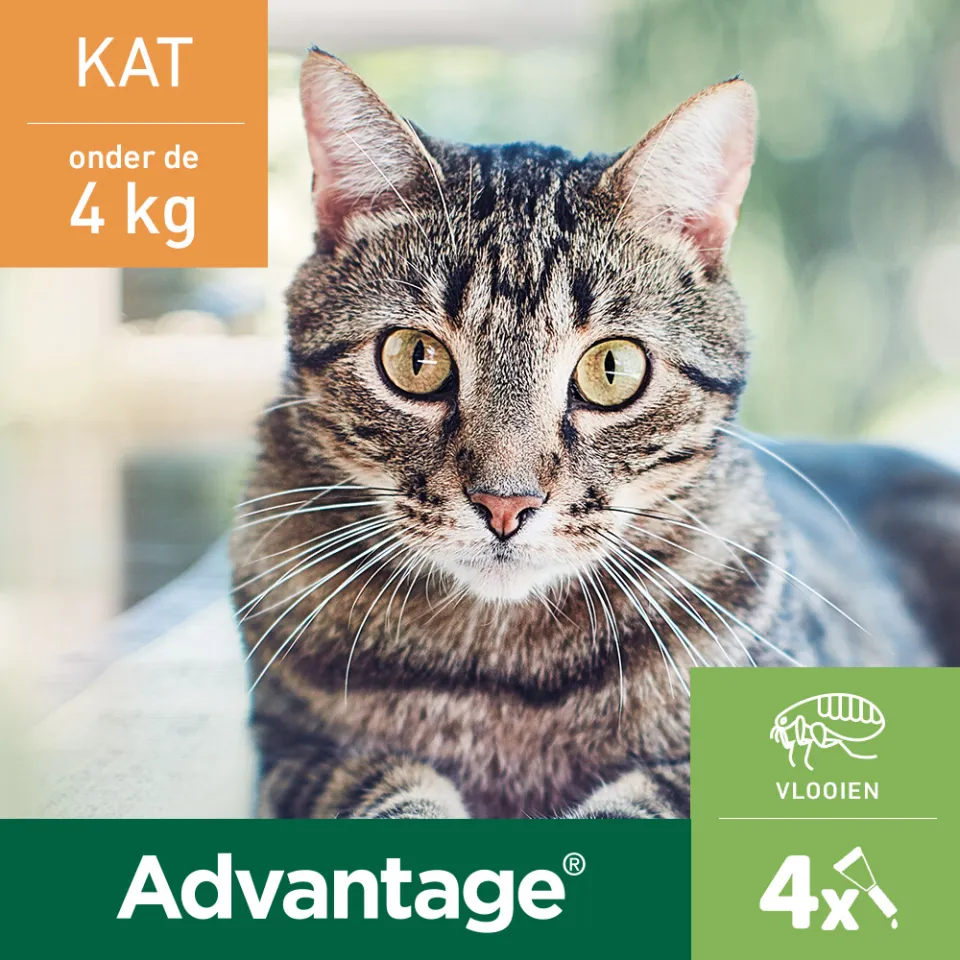 Advantage Kat 40 anti vlooiendruppels, foto 2