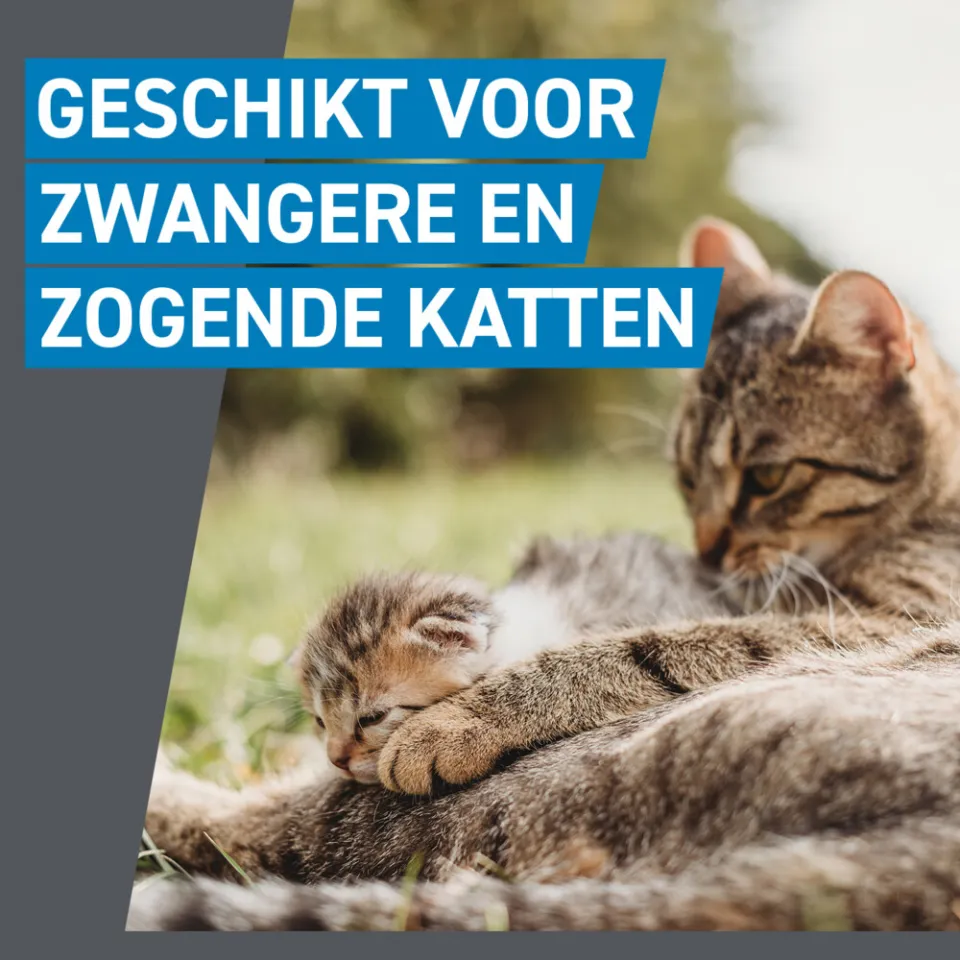 Frontline Spot On anti-vlooienmiddel kat 3 pipetten, foto 5