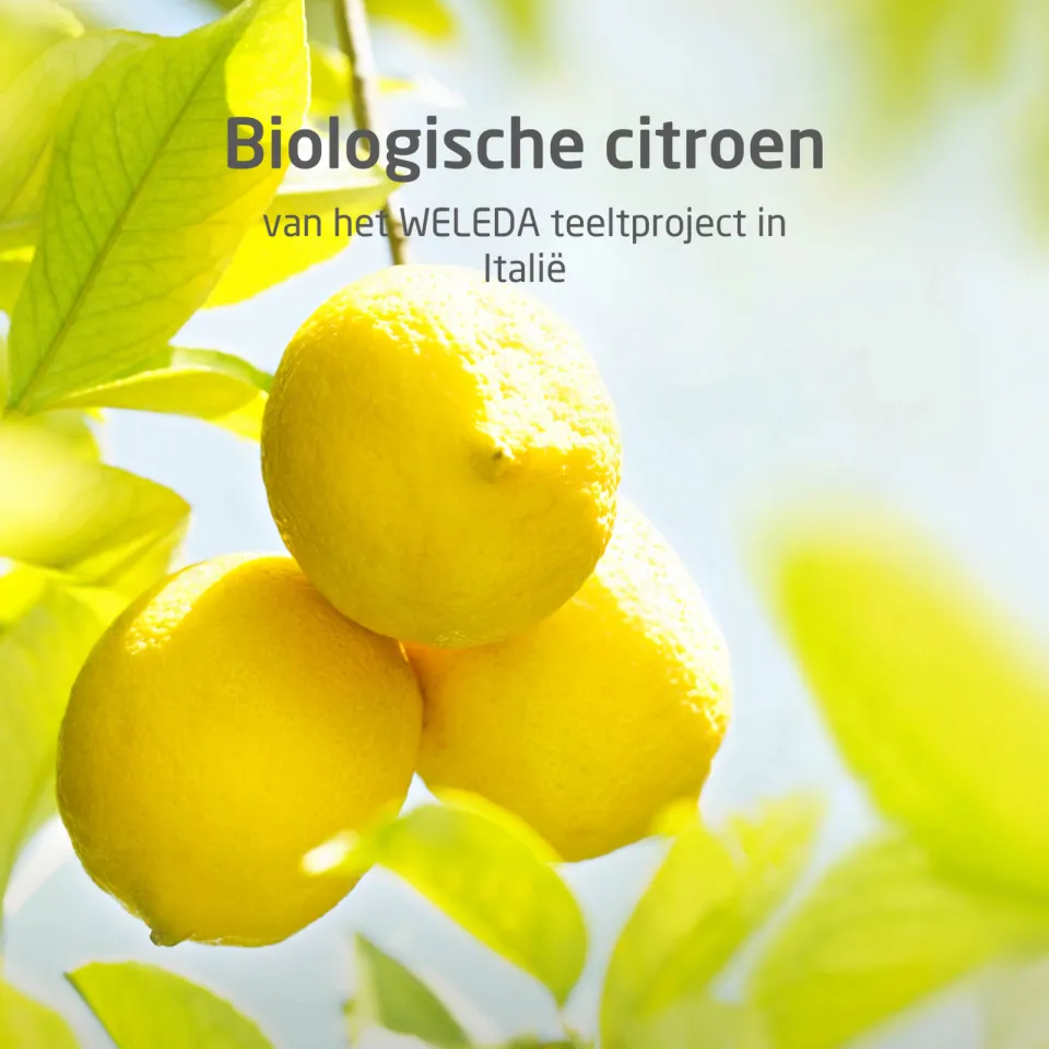Weleda Citrus 24h roll-on deodorant, foto 4