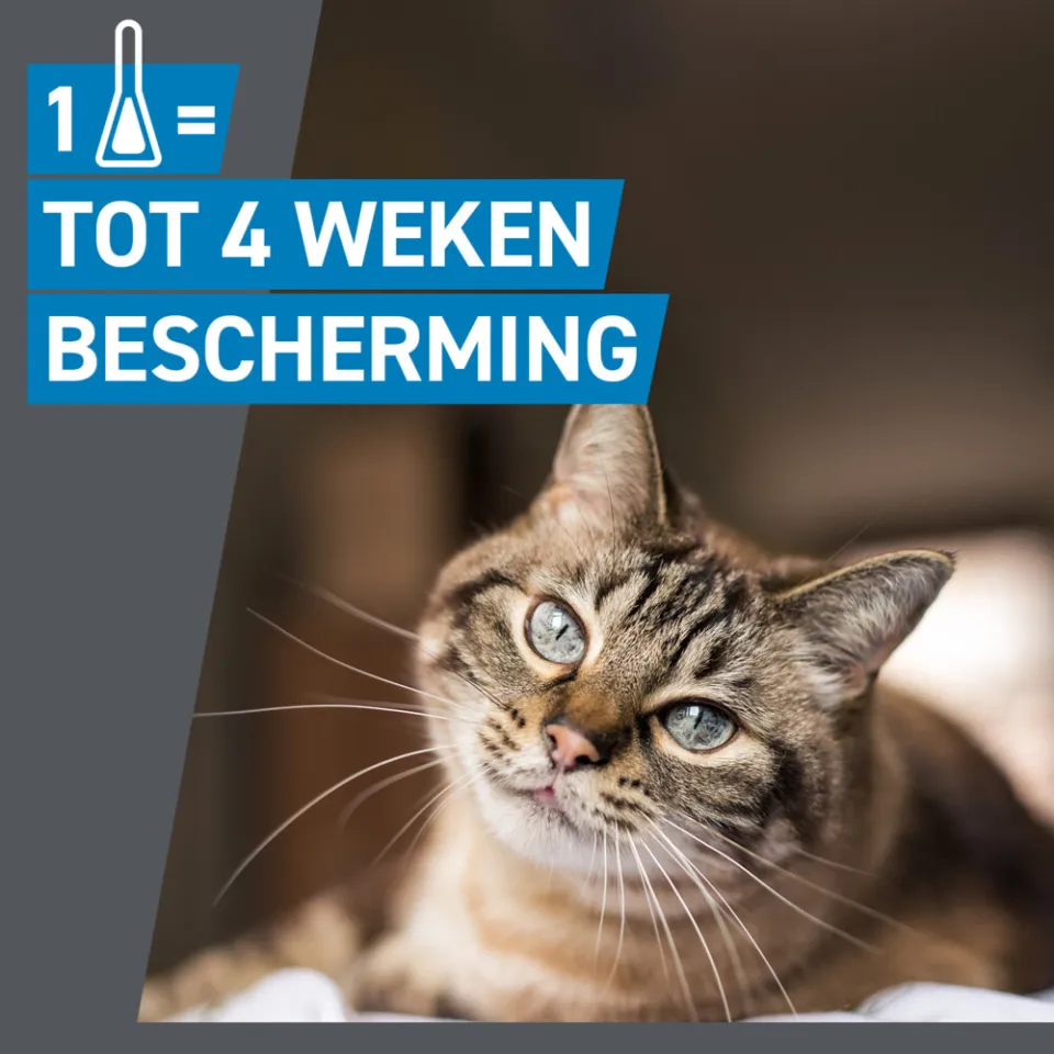 Frontline Spot On anti-vlooienmiddel kat 3 pipetten, foto 3