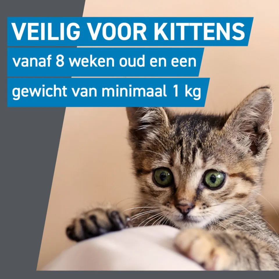 Frontline Spot On anti-vlooienmiddel kat 3 pipetten, foto 4