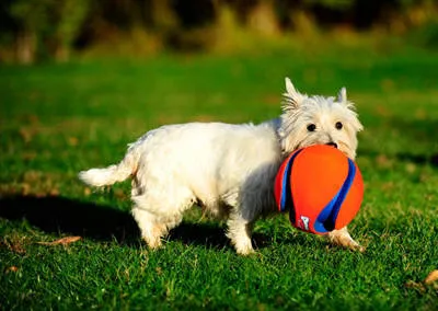 Chuckit hondenspeelgoed Kick Fetch S 12,5 cm oranje/blauw, foto 8