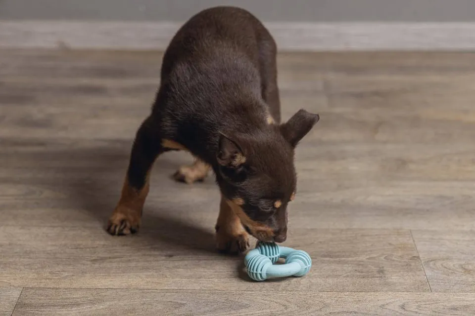 Beeztees puppy rubber dental ring (8 cm) groen, foto 5