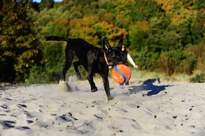 Chuckit hondenspeelgoed Kick Fetch S 12,5 cm oranje/blauw, foto 6