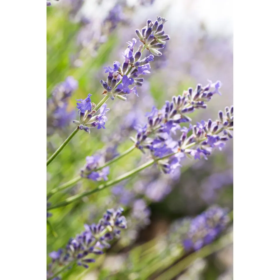 Weleda Lavendel ontspannende body olie, foto 5