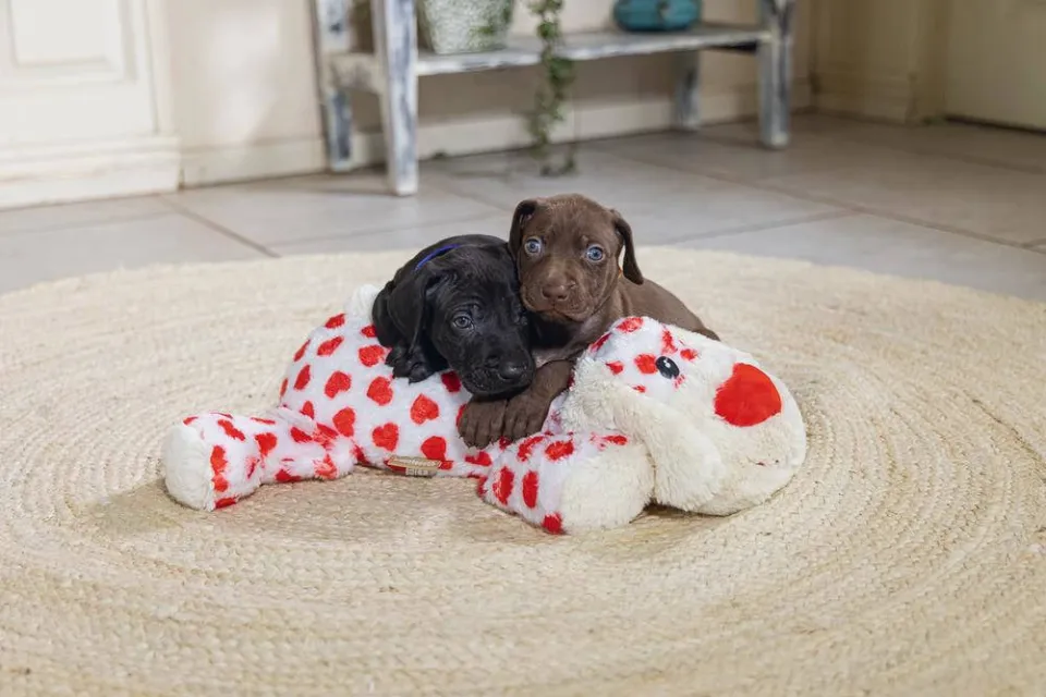 Beeztees hondenspeeltje xl-knuffel Suki (45 cm) wit pluche, foto 3