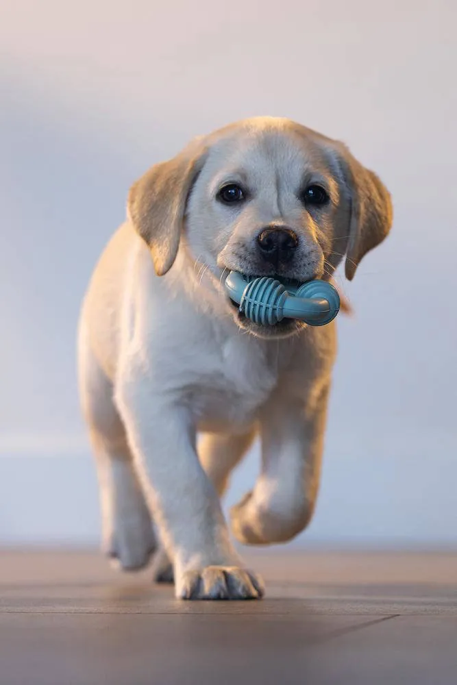 Beeztees puppy rubber dental ring (8 cm) groen, foto 7