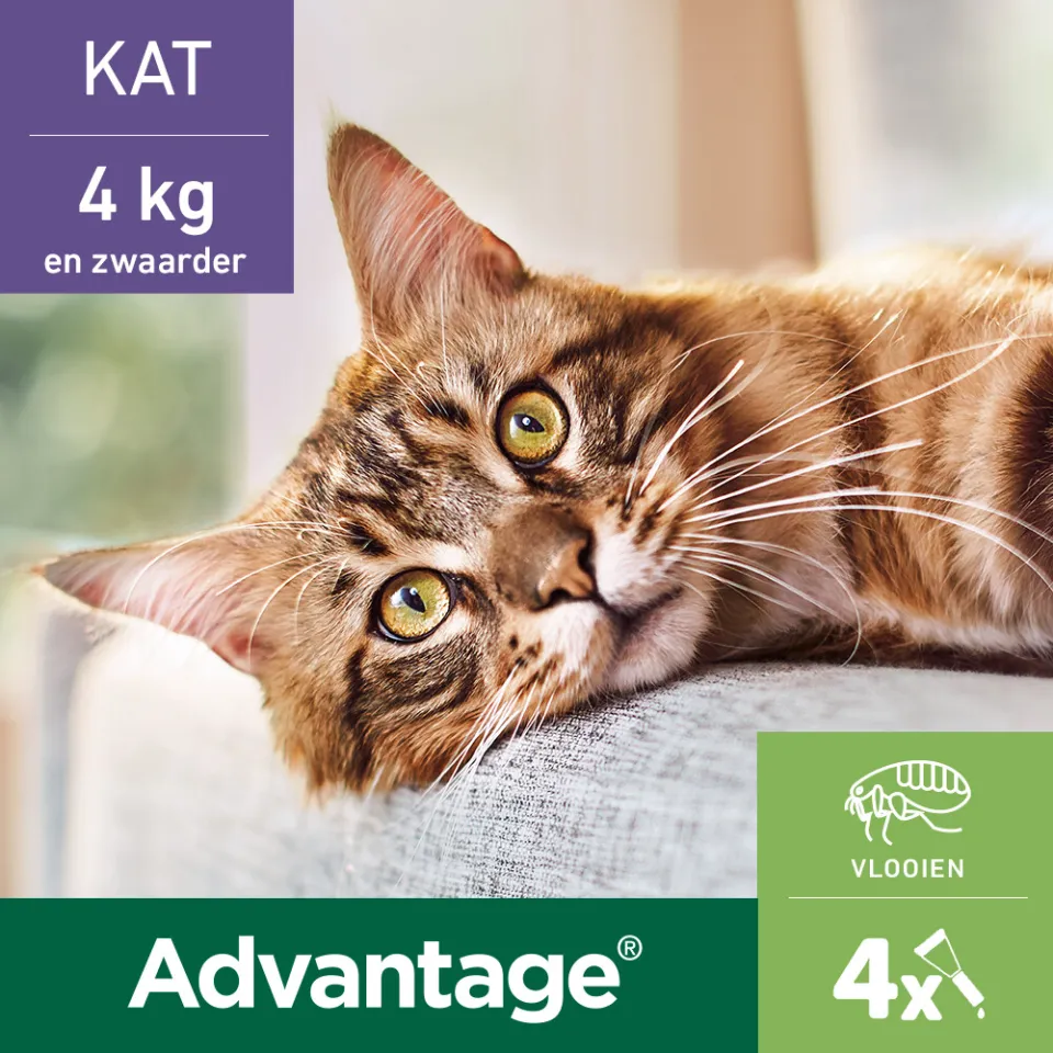 Advantage Kat 80 anti vlooiendruppels, foto 2