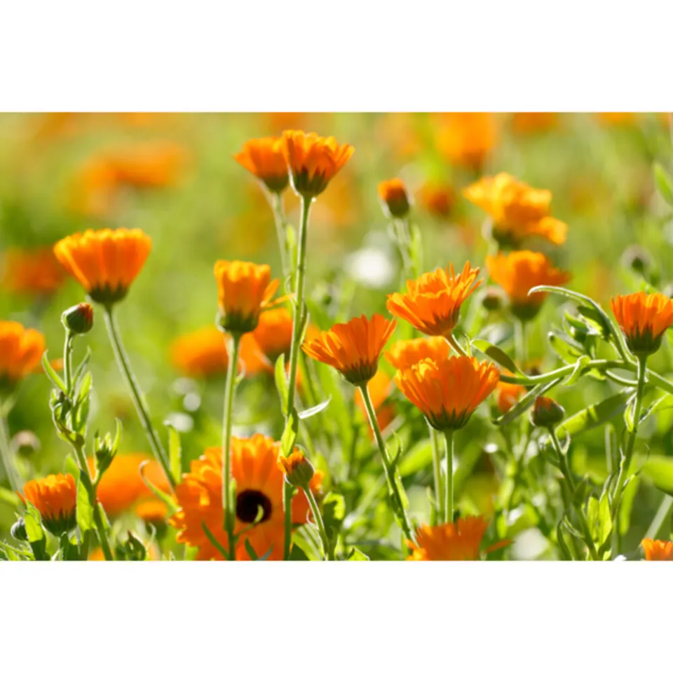 Weleda Calendula massageolie 100 ml, foto 3